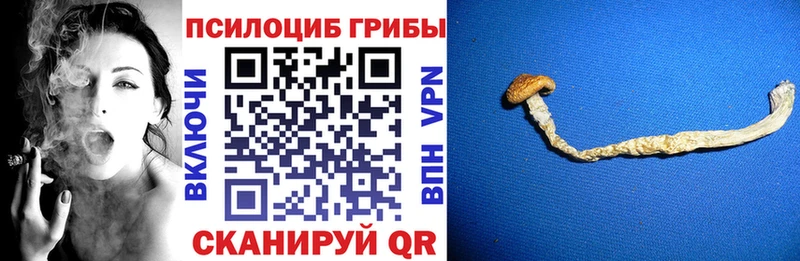 Псилоцибиновые грибы Psilocybine cubensis  где найти   Узловая 